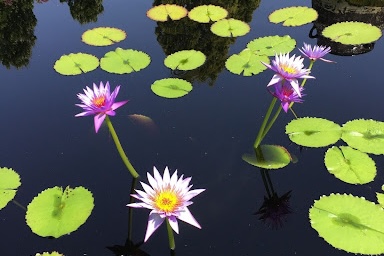 lily