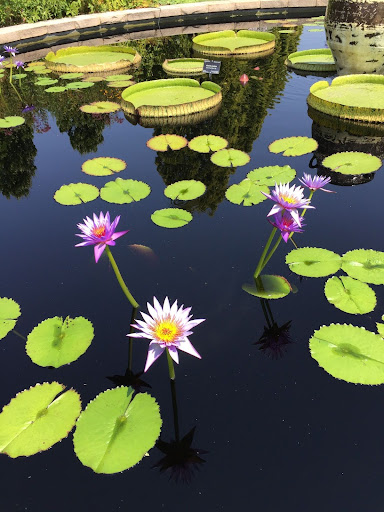 lily